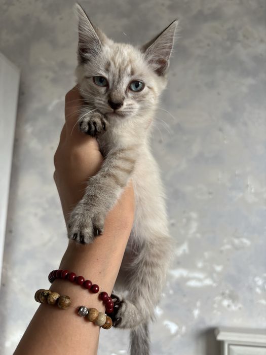 Отдам котят в добрые руки!!