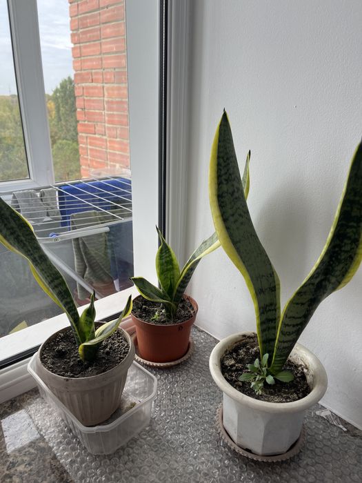 Продам цветы сансеиверию и