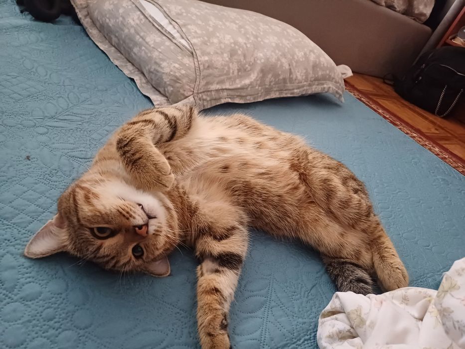 отдам кота в хорошие руки