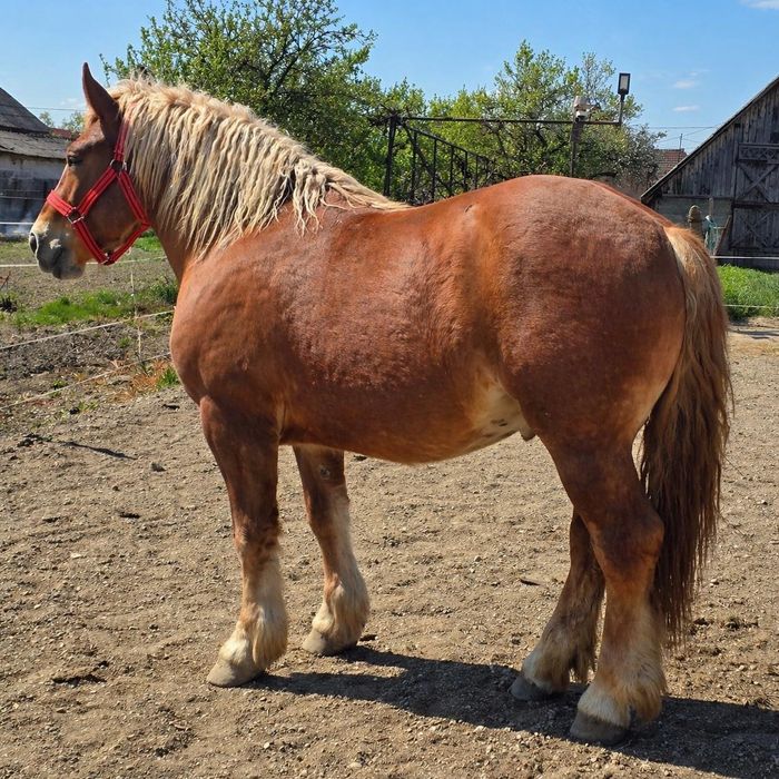 Manză Poloneza de 2 ani foarte cuminte