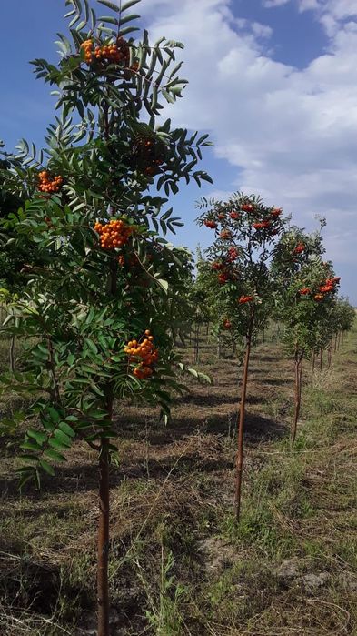 Продаётся рябина и липа.
