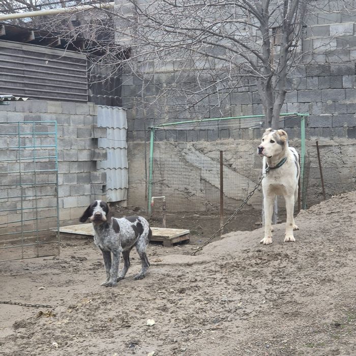 Продам щенка (7 месяцев) драатхар