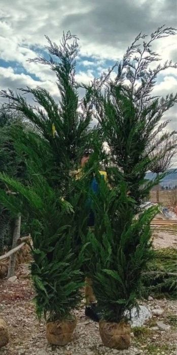 Leylandii gard viu crescuti in ghiveci ofer factura si garantie oriunde in tara
