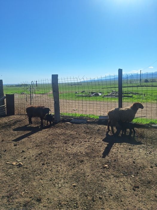 Қозылы қойлар сатылады.