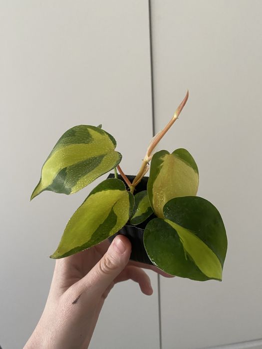 Бразил биазил лиана