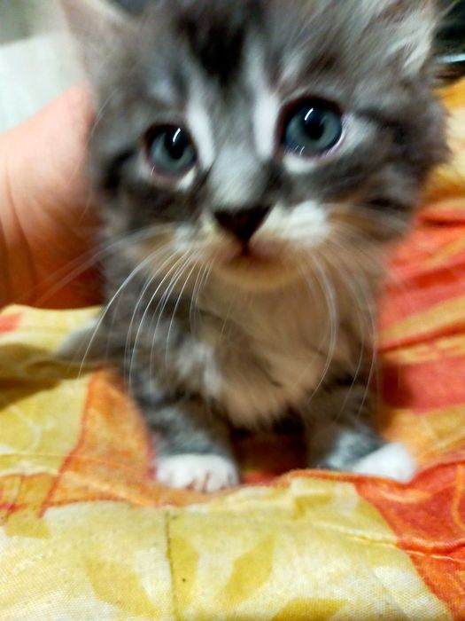 Отдам красивых котят