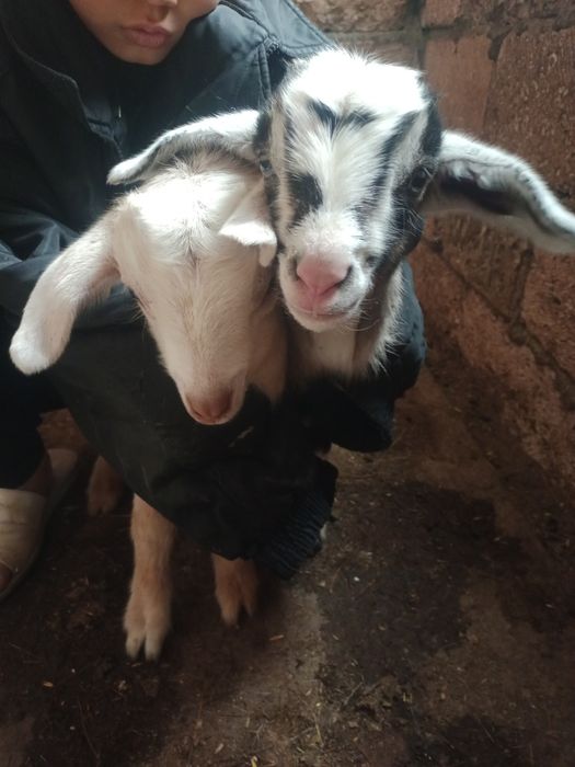 Ешкі сауынды сатылады