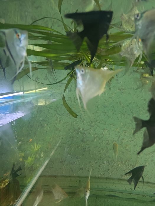 Продаются рыбы для аквариума