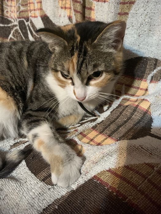 Отдам кошку в хорошие руки