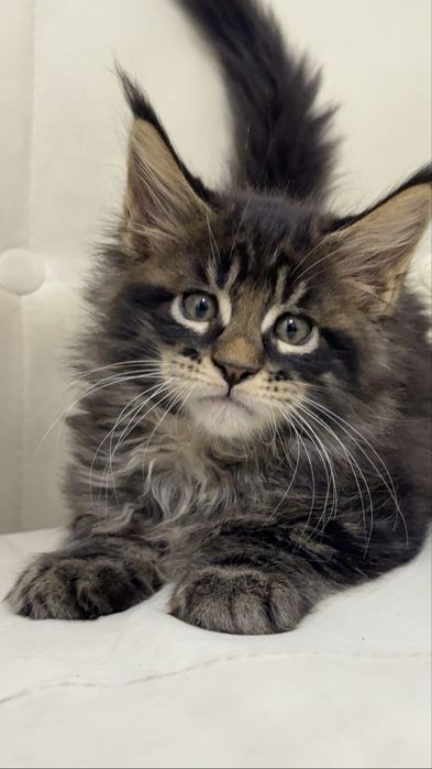 Котята Maine Coon от титулованных родителей. Цена от 650 до 1200 $