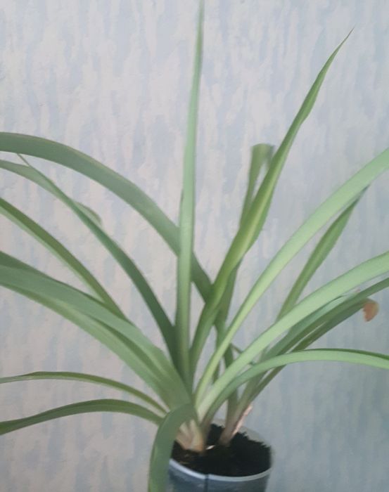 Хлорофитум дом.цветы.