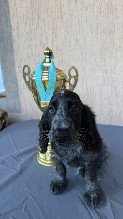 Русский охотничий спаниель