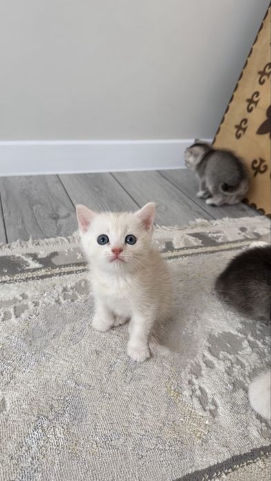 Британские котята