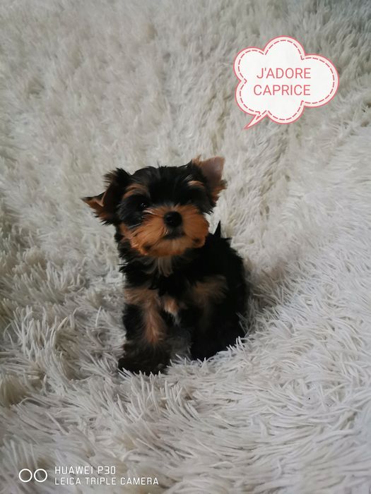 Высокопородные щенки йоркширского терьера