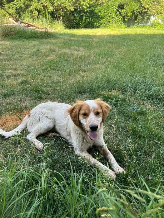 Отдам в добрые руки