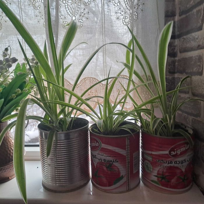 Хлорофитрум продаю цветы