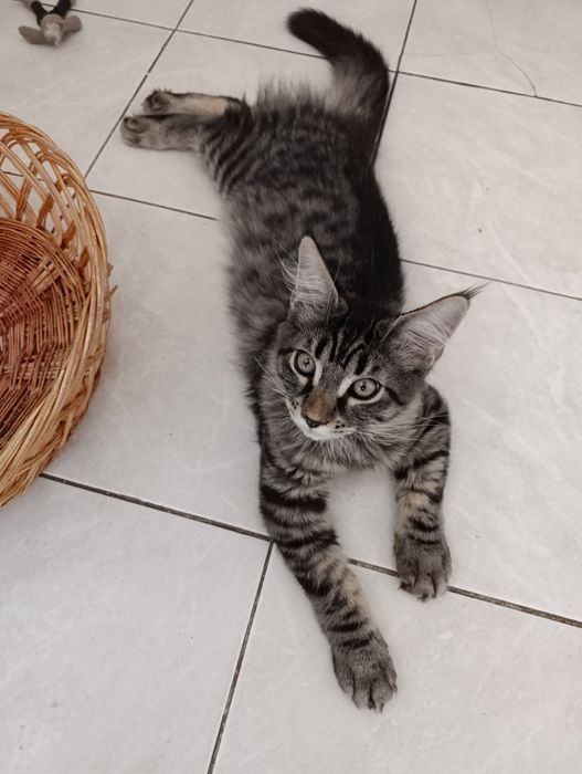 Продам котик мейнкунчик