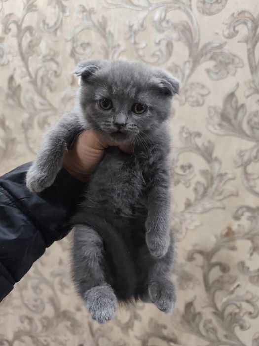 Продам скоттиш фолд девочку и мальчика