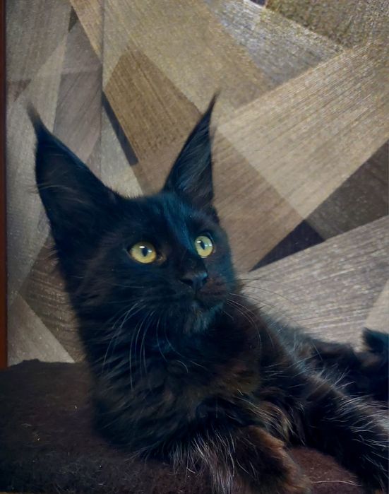 Мейн-кун  котята