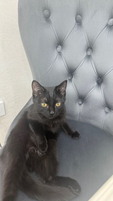 Кошечка в добрые руки