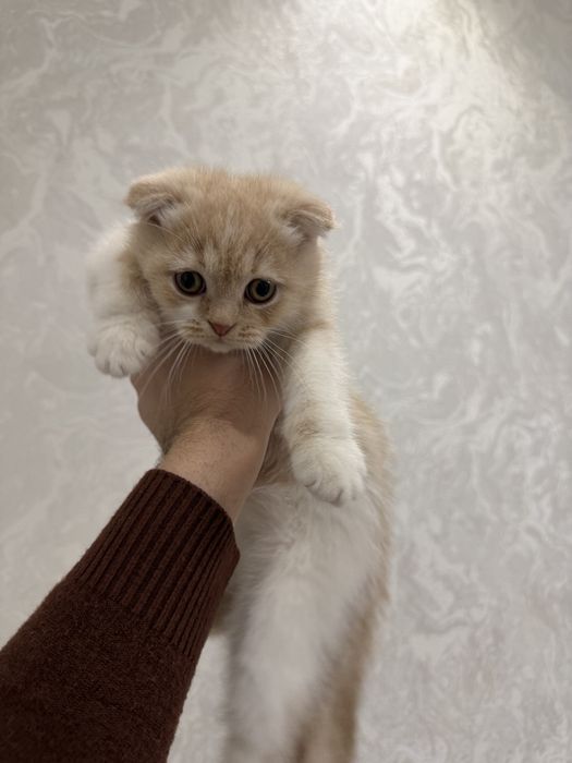 Кошка вислоухие британский Скоттиш флолд