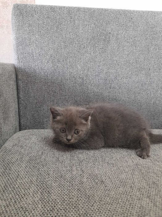 Шотландский скоттиш фолд котят продаётся