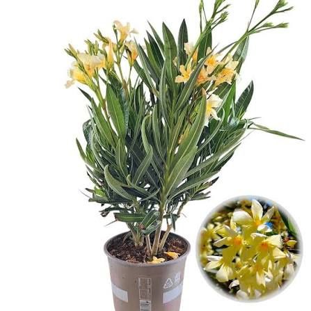 Leandru ( avem toate culorile in stoc )