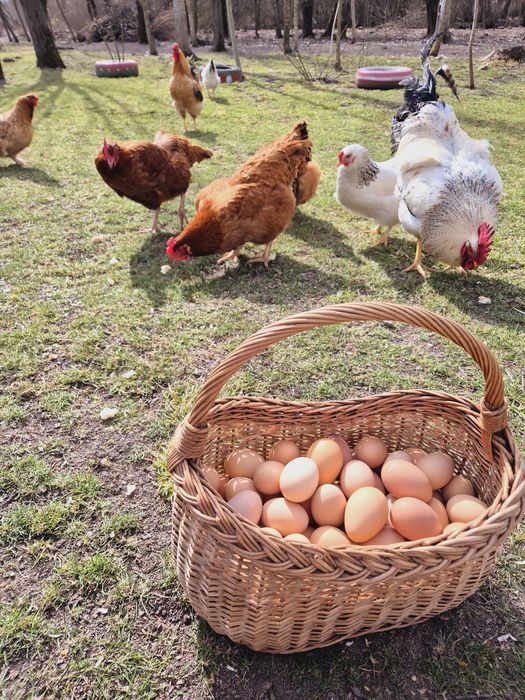 Ouă BIO de la găini crescute în libertate