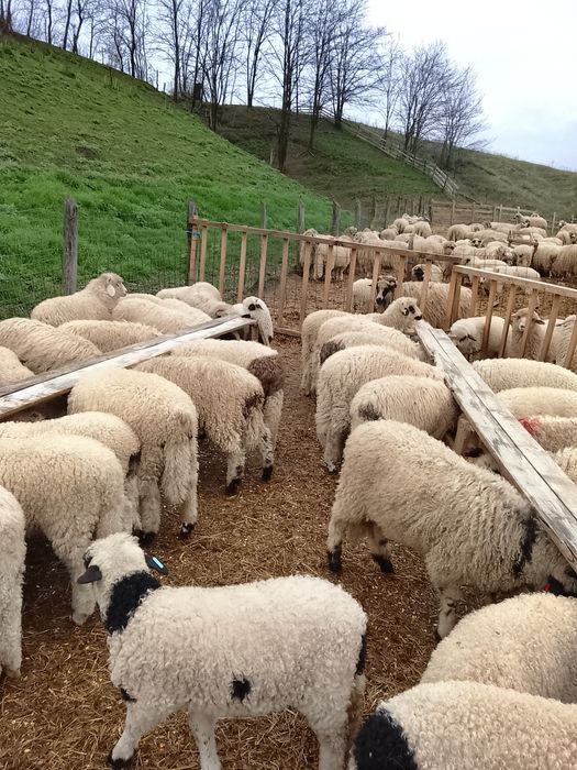 Vând 100 miei țurcani