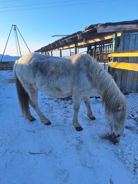 Продам жерёбых кобыл.