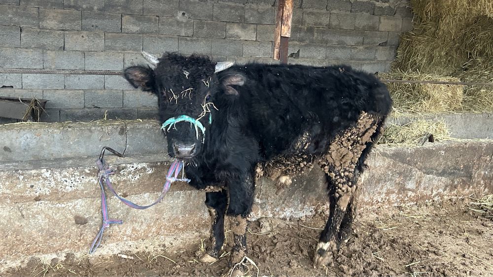 Семіз бұқа сатылады