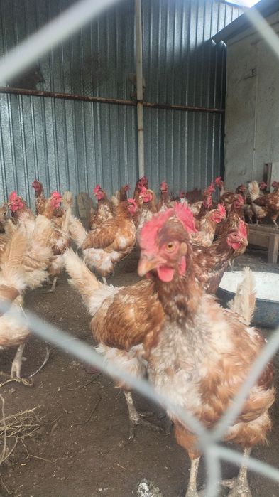 Продам курей. Несушки