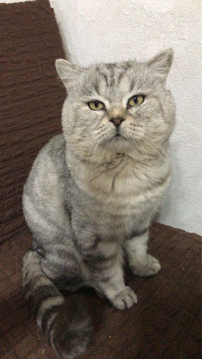 Британский кот вязка