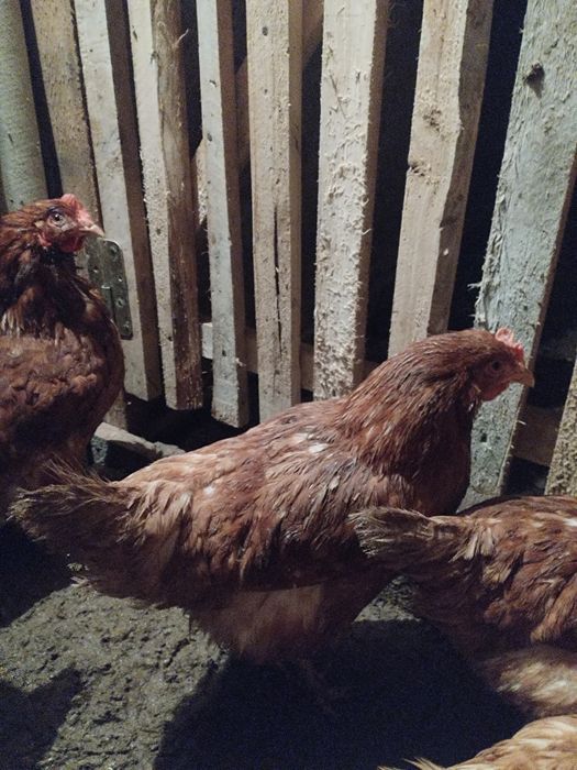 Тауык сатылады(несушка)