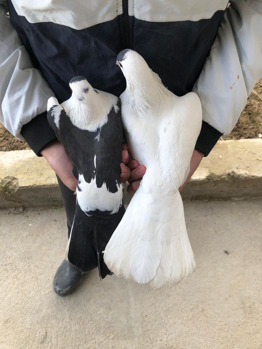 Голуби 5.000 за пара кептер голуб