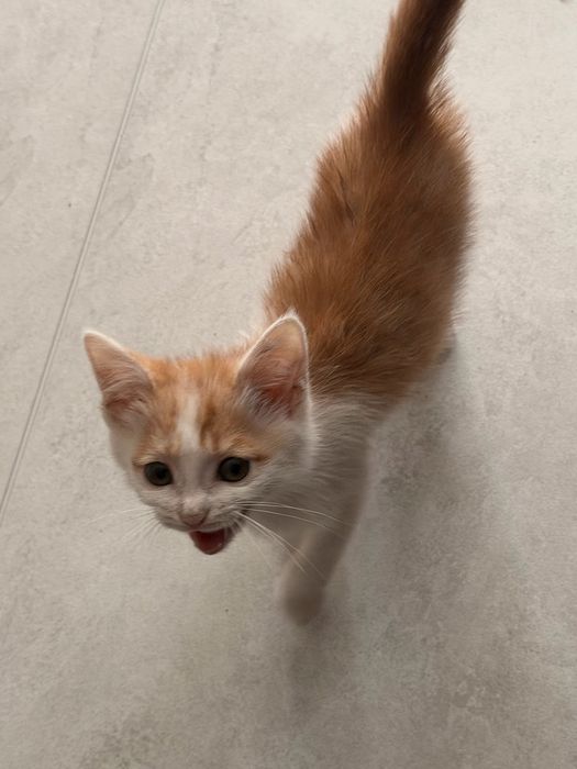 Отдам котенка в добрые руки! (Даром)