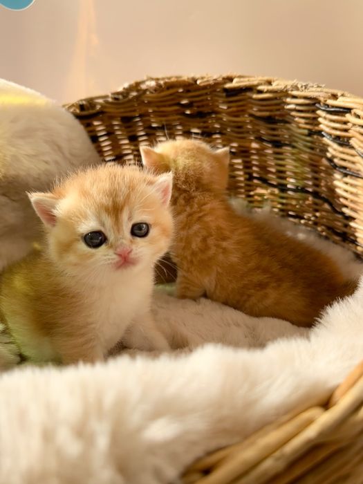 Котята британские золотые шиншиллы
