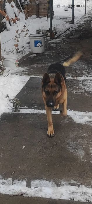 Ищем девочку для вязки