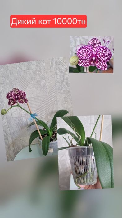 Продам фаленопсис и эсхинантус