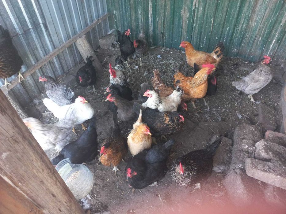 Продам домашних кур
