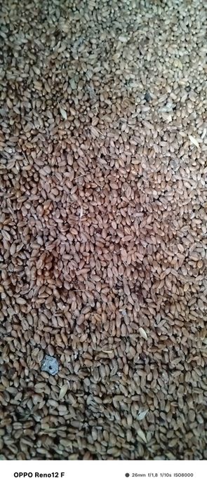 Продам зерно, пшеницу.