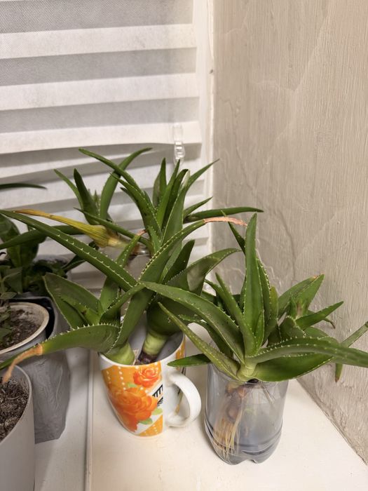 Отдам черенки алое