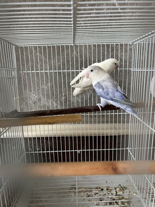 Para nerazluchnikla srochna sotiladi 5 tasi
