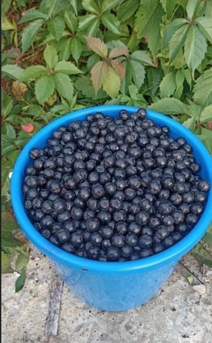 Рябина продаеться