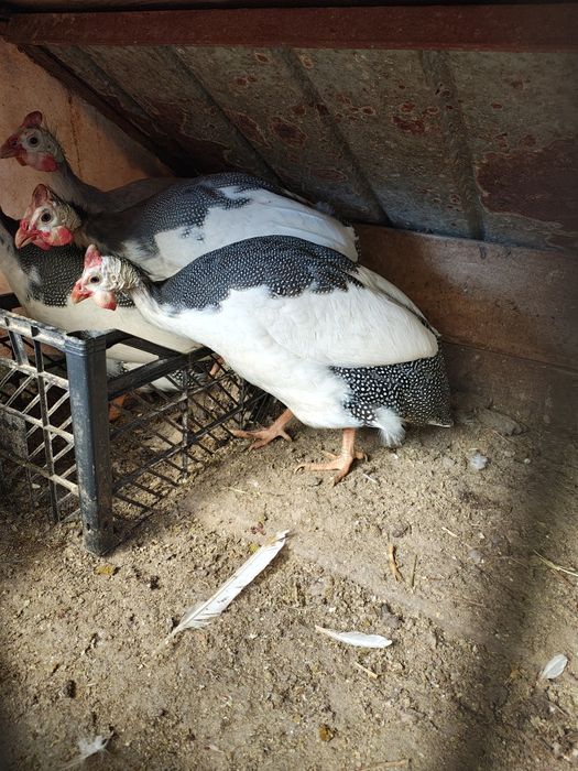 Vând bibilici pinguin