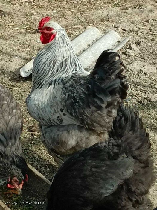 Брама тухумлари хамда брама жу́жалари арзон нархда сотилади.