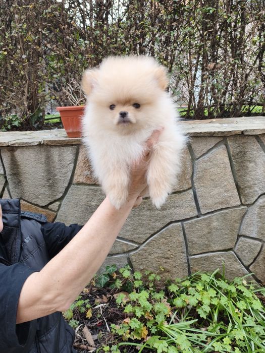 Померан на 3 месеца