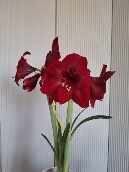 Амариллис бордовый Royal Velvet