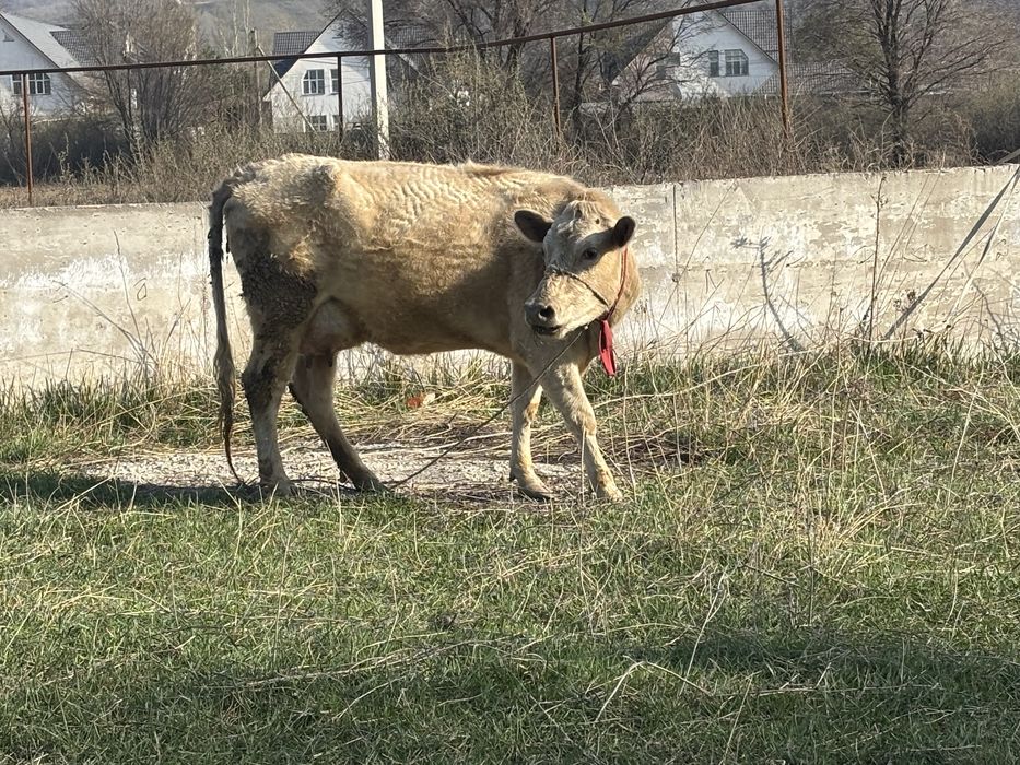 Пролам корову с теленком