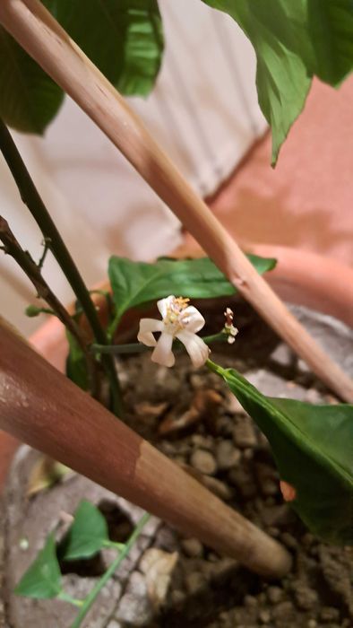 Plante decorative mari (1–2 m) – ficus, monstera, lămâi, bambus, etc.